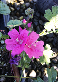 Sidalcea malviflora                               